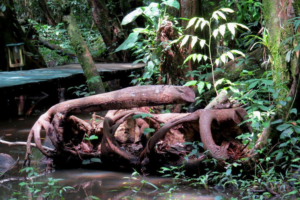 Hotel Casa Perico Rio Dulce Ngoại thất bức ảnh